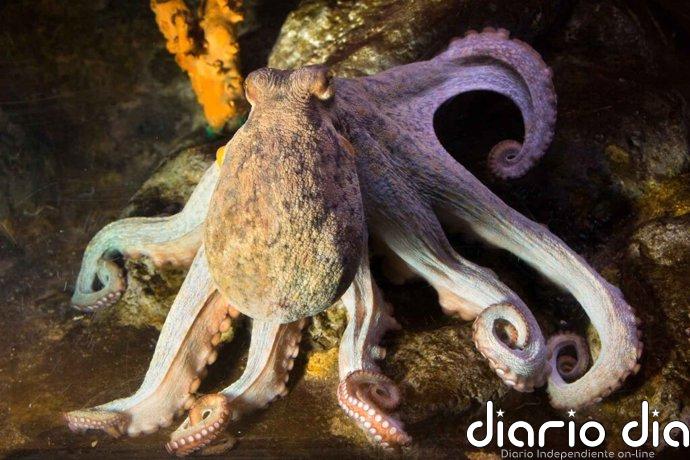 La pesca recreativa de pulpo en Cantabria será del 1 de julio al 30 de septiembre