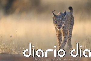 La población de lince ibérico alcanzó su nuevo máximo con 2.663 ejemplares en 2025, 10,9% más que el año anterior