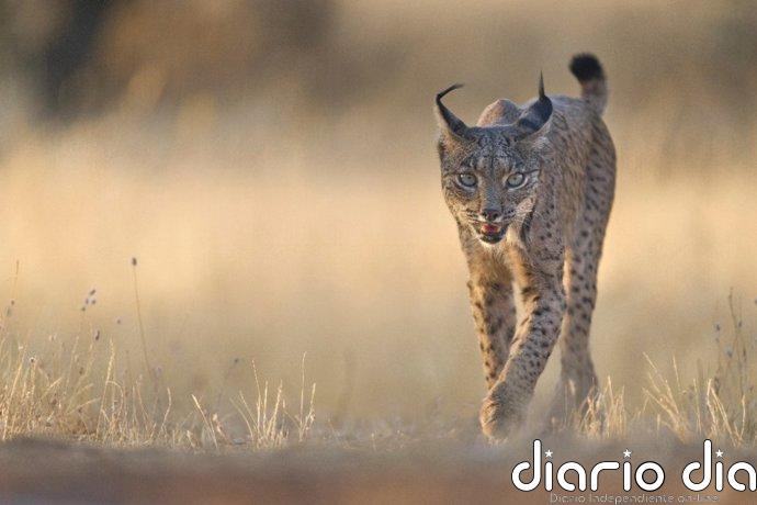 La población de lince ibérico alcanzó su nuevo máximo con 2.663 ejemplares en 2025, 10,9% más que el año anterior