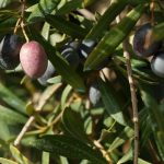 Las cooperativas ven "inconsistentes" los datos del avance de mercado de aceite de oliva de Agricultura