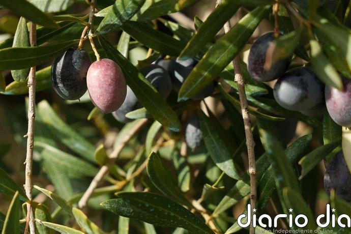 Las cooperativas ven "inconsistentes" los datos del avance de mercado de aceite de oliva de Agricultura