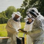 LG logra repoblar 14,4 millones de abejas y plantar 100.000 ejemplares de posidonia gracias a sus proyectos ambientales