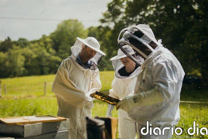 LG logra repoblar 14,4 millones de abejas y plantar 100.000 ejemplares de posidonia gracias a sus proyectos ambientales