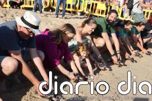 Liberan 39 tortugas marinas en la playa de Can Pere Antoni de Palma
