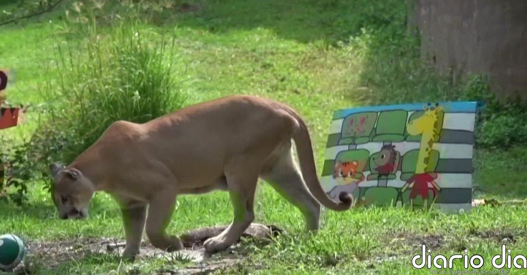 Los animales del Zoológico de Guadalajara en México, hacen sus apuestas para el Mundial