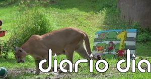 Los animales del Zoológico de Guadalajara en México, hacen sus apuestas para el Mundial