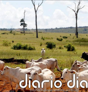 Miles de millones perdidos mientras redes financieras secretas alimentan destrucción de bosques