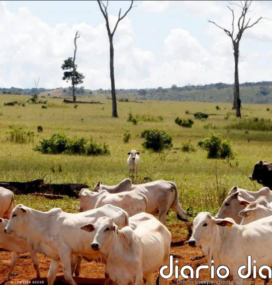 Miles de millones perdidos mientras redes financieras secretas alimentan destrucción de bosques