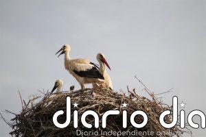 Nacen siete polluelos de cigüeña blanca silvestre en Terra Natura Murcia