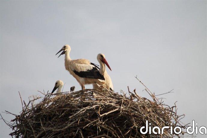 Nacen siete polluelos de cigüeña blanca silvestre en Terra Natura Murcia