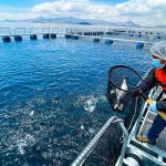 Nuevo récord en la producción pesquera en el mundo