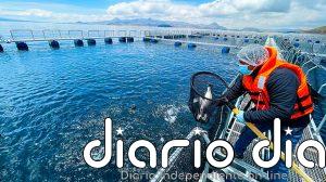 Nuevo récord en la producción pesquera en el mundo