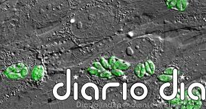 Piden a la OMS reconocer la toxoplasmosis ocular como enfermedad tropical desatendida: afecta a 1 de cada 3 personas