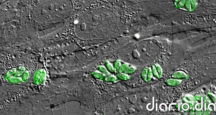 Piden a la OMS reconocer la toxoplasmosis ocular como enfermedad tropical desatendida: afecta a 1 de cada 3 personas