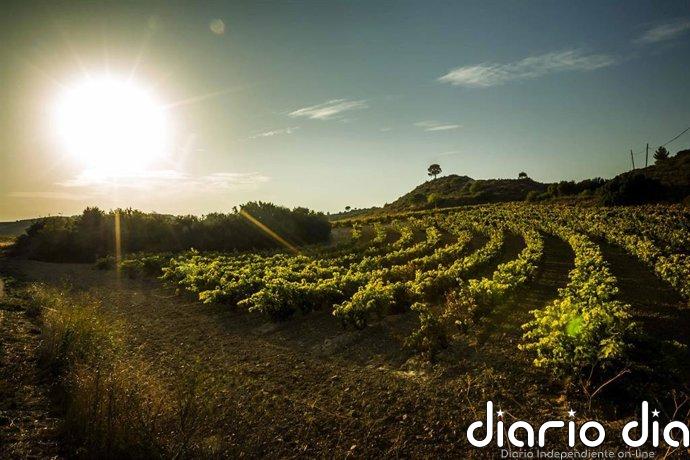 Rioja despliega un Plan Especial con 24 medidas para proteger la calidad de su próxima cosecha