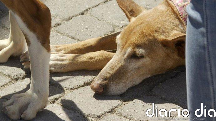 Un estudio del Gobierno de España estima que en La Rioja hay más de 96.000 animales de compañía