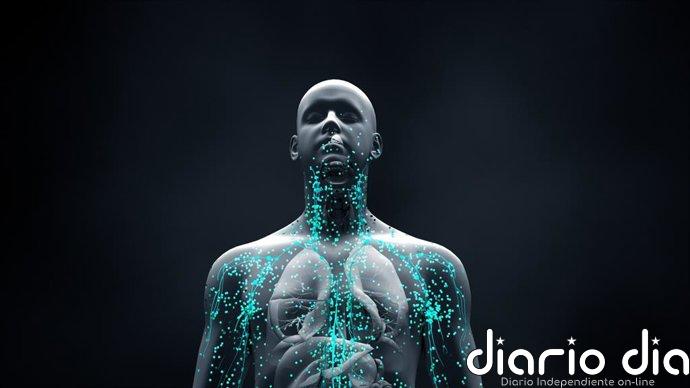 Un estudio desmonta una teoría clave sobre cómo el cuerpo fabrica sus mejores anticuerpos