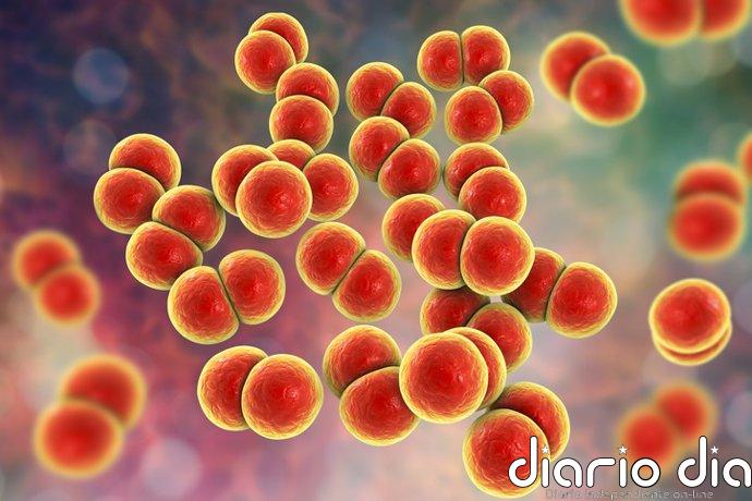 Una inteligencia artificial descubre dos posibles armas contra la gonorrea resistente a los antibióticos
