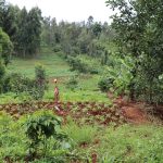 Universidades africanas se alían para potenciar investigación agroforestal y mitigación climática