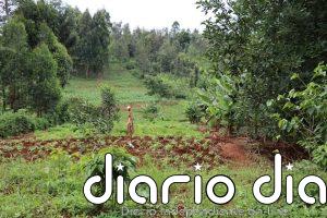 Universidades africanas se alían para potenciar investigación agroforestal y mitigación climática