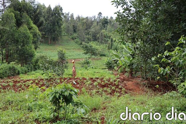Universidades africanas se alían para potenciar investigación agroforestal y mitigación climática