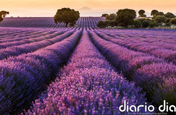 Agricultura reconoce a la Organización Interprofesional de las Plantas Aromáticas y Medicinales