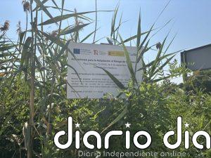 Amigos de la Tierra La Rioja critica que la eliminación de la caña invasora en el río Alhama "ha sido un fracaso"
