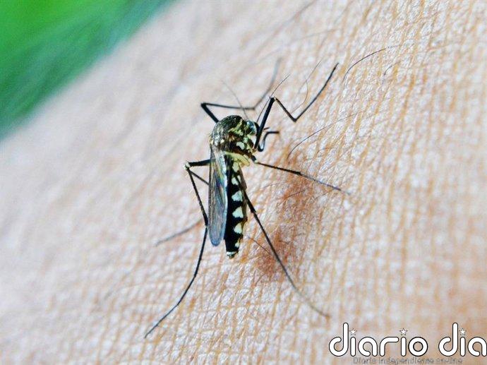 Andalucía confirma el quinto caso de fiebre del Nilo occidental en Coria del Río y mantiene la alerta en 15 municipios
