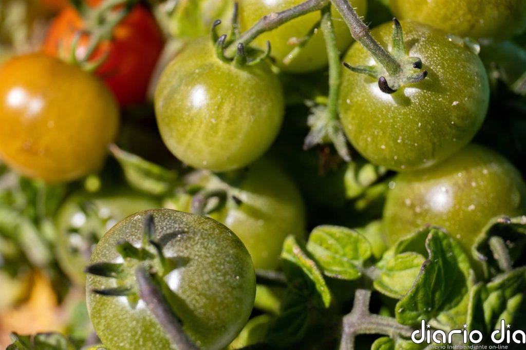 Apag Extremadura Asaja y agricultores prevén mermas de hasta el 40% en la campaña del tomate por las olas de calor