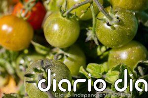 Apag Extremadura Asaja y agricultores prevén mermas de hasta el 40% en la campaña del tomate por las olas de calor