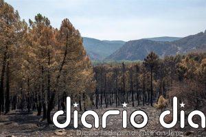 Arzobispo de Toledo expresa su "cercanía" a los afectados por los incendios forestales y anima a la "oración confiada"