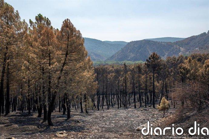 Arzobispo de Toledo expresa su "cercanía" a los afectados por los incendios forestales y anima a la "oración confiada"