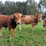 Asturias prorroga la prohibición de ferias y mercados de ganado vacuno hasta el 31 de octubre por la Dermatosis Nodular