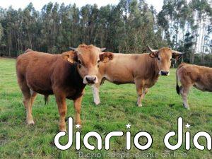 Asturias prorroga la prohibición de ferias y mercados de ganado vacuno hasta el 31 de octubre por la Dermatosis Nodular