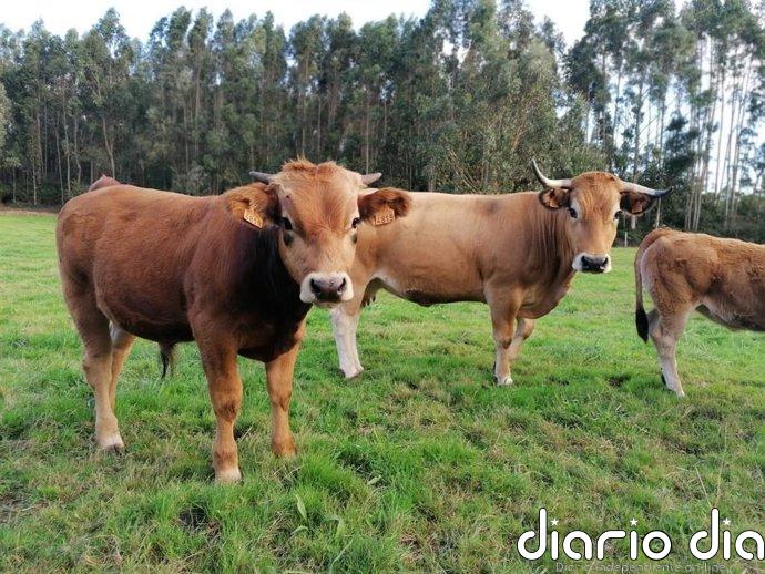 Asturias prorroga la prohibición de ferias y mercados de ganado vacuno hasta el 31 de octubre por la Dermatosis Nodular