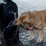 Beasain (Gipuzkoa) alcanza los 40,3 grados, la temperatura más alta de Euskadi
