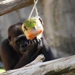 Bioparc Fuengirola (Málaga) activa su protocolo especial frente al calor con helados personalizados para los animales