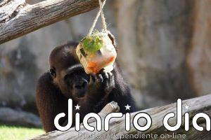 Bioparc Fuengirola (Málaga) activa su protocolo especial frente al calor con helados personalizados para los animales