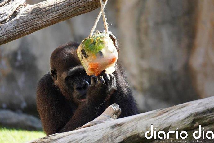 Bioparc Fuengirola (Málaga) activa su protocolo especial frente al calor con helados personalizados para los animales