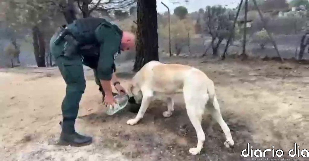 Bomberos y Guardia Civil se vuelcan en rescatar al ganado y mascotas atrapadas en el incendio