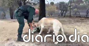 Bomberos y Guardia Civil se vuelcan en rescatar al ganado y mascotas atrapadas en el incendio