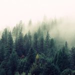 Bruselas incorpora el café soluble y excluye el cuero de la lista de productos vetados si causan deforestación