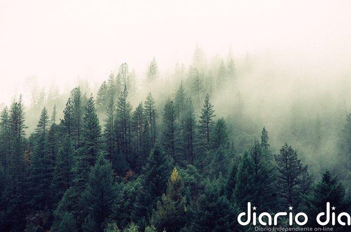 Bruselas incorpora el café soluble y excluye el cuero de la lista de productos vetados si causan deforestación