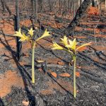 Calor mortal irrumpe en los datos climáticos latinoamericanos