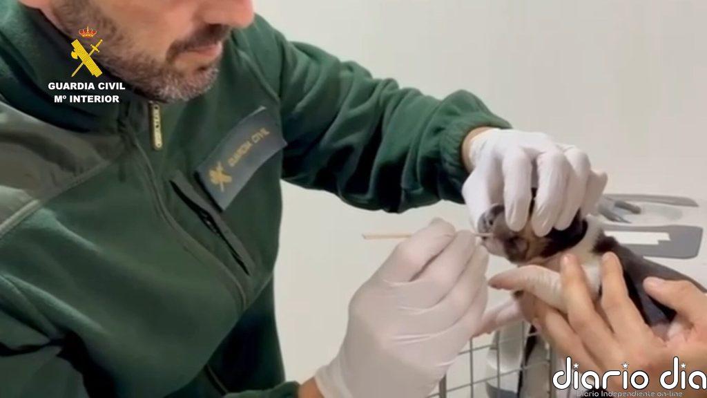 Cámaras y muestras de ADN para dar con el acusado de abandonar a cuatro cachorros en la basura