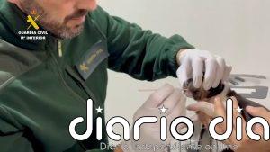 Cámaras y muestras de ADN para dar con el acusado de abandonar a cuatro cachorros en la basura