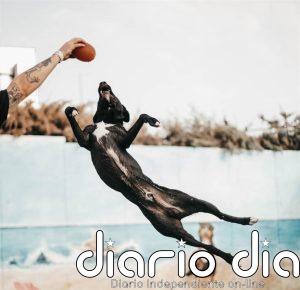 Chapuzones para dos: la piscina de Las Rozas donde perros y dueños combaten juntos el calor