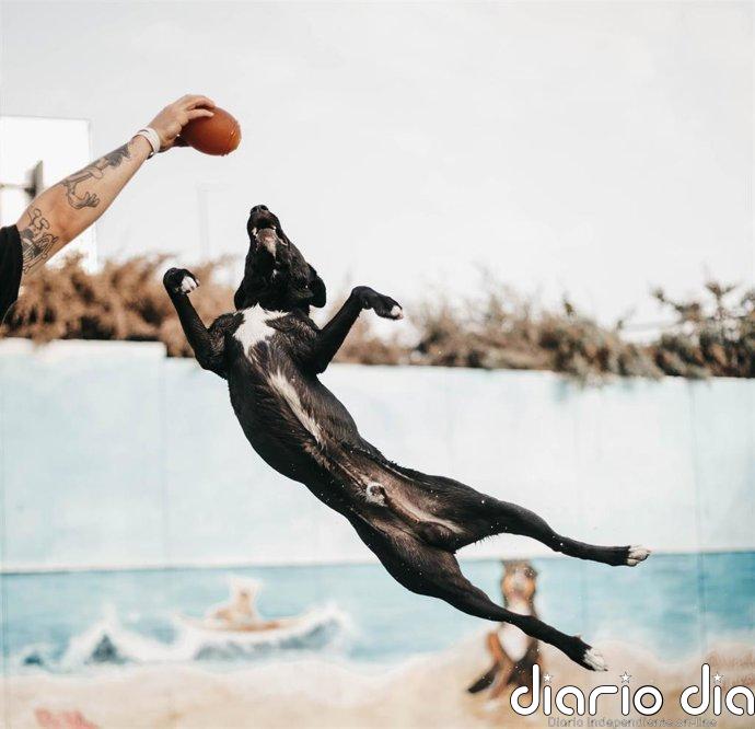 Chapuzones para dos: la piscina de Las Rozas donde perros y dueños combaten juntos el calor