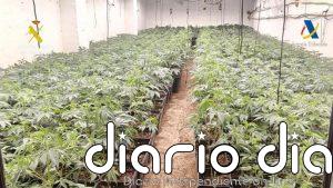 Cinco detenidos al desmantelar cinco plantaciones de marihuana en inmuebles de Osuna y Estepa en Sevilla