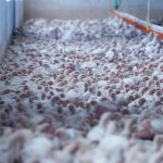 CyL registra tres nuevos focos de enfermedad de Newcastle con 300.000 aves afectadas en la provincia de Valladolid